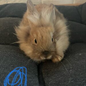 Cindys "Beardy" (Han)