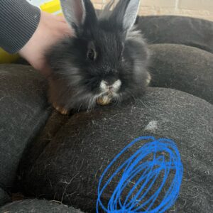 Cindys "Gandalf" (Han)