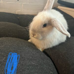 Cindys "Snoop" (Han)